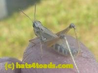 /home//u458753944/public_html/sourcegallery////////////Insects and small critters/grasshoppers and crickets (Orthoptera)/P1130655.JPG